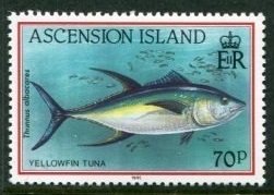 Yellowfin Tuna (Thunnus albacares)