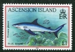 Blue Shark (Prionace glauca)