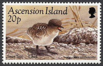 Sooty Tern (Onychoprion fuscatus) - Chick