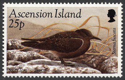 Stamp, Sooty Tern (Onychoprion fuscatus) - Fledgling, Ascension Island,  , Birds, Animals (Fauna)