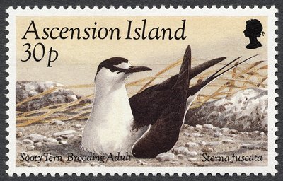 Sooty Tern (Onychoprion fuscatus) - breeding Adult Bird