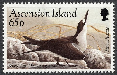 Sooty Tern (Onychoprion fuscatus) - courting Male
