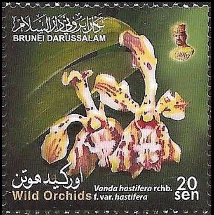 Vanda hastifera