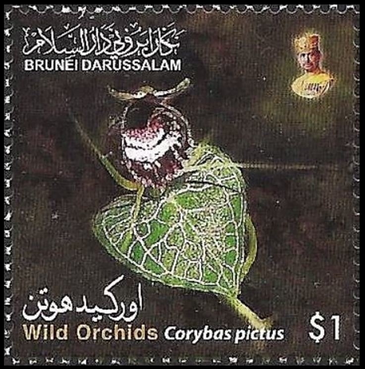 Corybas pictus