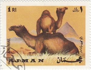Stamp, Dromedary (Camelus dromedarius), Ajman,  , Mammals, Camels, Animals (Fauna)