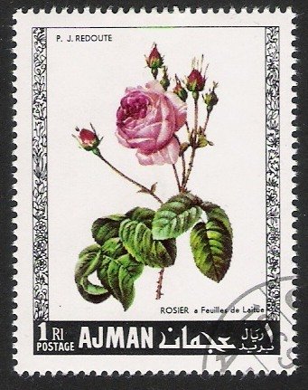 Rose a Feuilles de Laitue