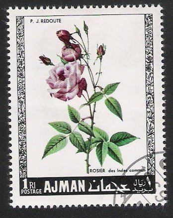 Rose des Indes commun