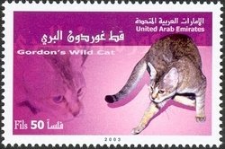 Gordon's Wildcat (Felis sylvestris gordoni)