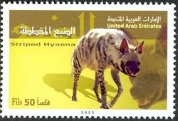 Striped Hyena (Hyaena hyaena)