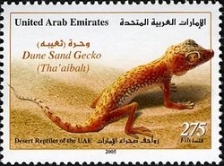 Middle Eastern short-fingered Gecko (Stenodactylus doriae)