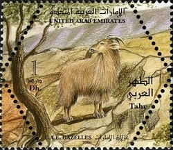 Arabian Tahr (Hemitragus jayakari)