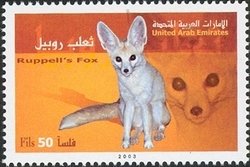 Rüppell's Fox (Vulpes rueppelli)