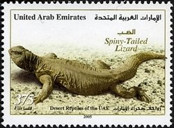 Spiny-tailed Lizard (Uromastyx sp.)