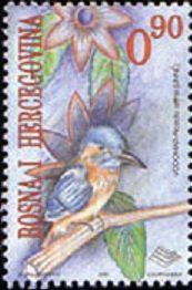 Common Kingfisher (Alcedo atthis)