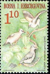 Bohemian Waxwing (Bombycilla garrulus)