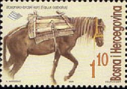 Bosnian Mountain Horse