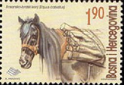 Bosnian Mountain Horse