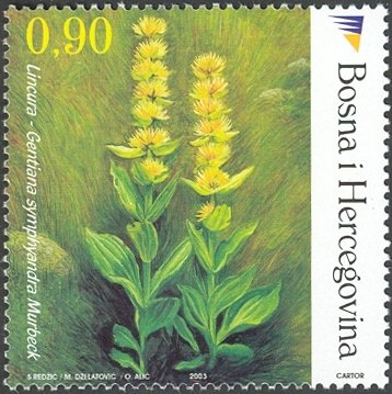 Endemic species - Gentian (Gentiana Symphyandra Murbeck)