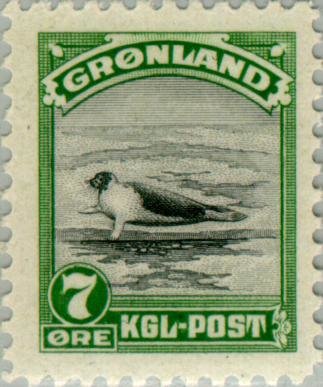 Harp Seal (Pagophilus groenlandicus)