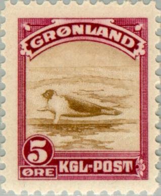 Harp Seal (Pagophilus groenlandicus)
