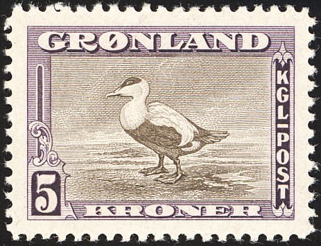 Eider Duck (Somateria mollissima)