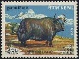 Yak (Bos grunniens)