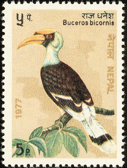 Great Hornbill (Buceros bicornis)