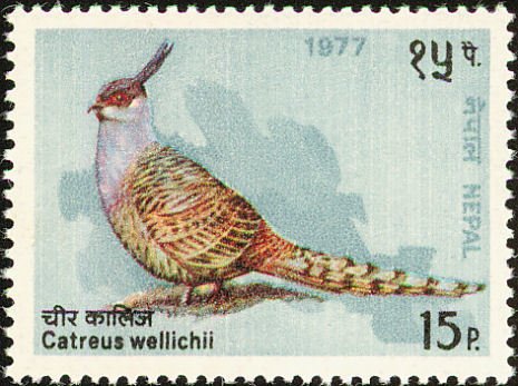 Cheer Pheasant (Catreus wallichli) 