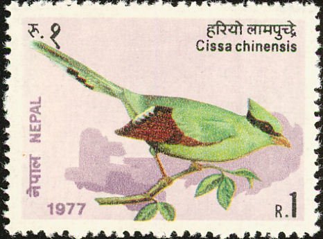 Common Green Magpie (Cissa chinensis)