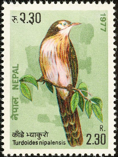 Spiny Babbler (Turdoides nepalensis) 