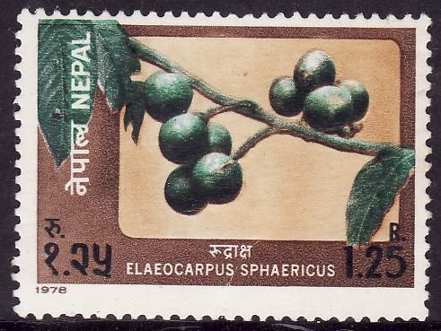 Fruits- Elaeocarpus sphaericus