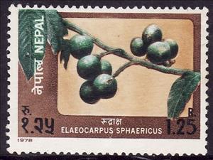 Stamp, Fruits- Elaeocarpus sphaericus, Nepal,  , Fruits, Plants (Flora)