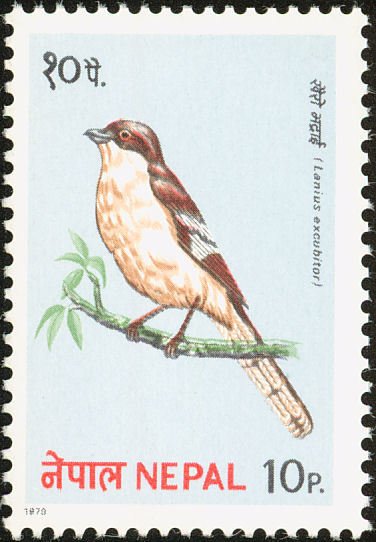 Great Grey Shrike (Lanius excubitor)