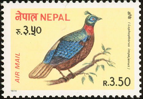 Himalayan Monal (Lophophorus impejanus)