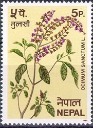 Holy basil (Ocimum sanctum)