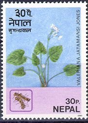 Indian valerian (Valeriana jatamansi)