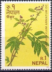 Toothache tree (Zanthoxylum alatum)