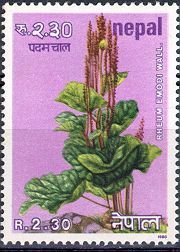 Himalayan rhubarb (Rheum emodi)