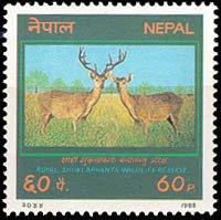 Marsh Deer (Odocoileus dichotomus) 