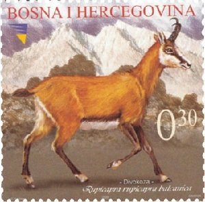 Balkan Chamois (Rupicapra rupicapra balcanica)