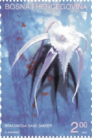 Rhynchovola David Sander (syn.Brassavola David Sander)