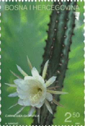 Cactus (Kaktus)