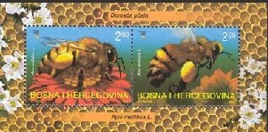 Honey Bee (Apis mellifica)