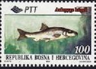 Stamp, Dalmatian Barbel-gudgeon (Aulopyge hugeli), Bosnia and Herzegovina,  