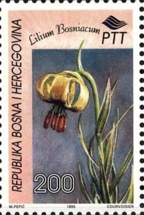 Lilium bosanicum