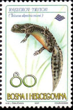 Alpine Newt (Triturus alpestris reiseri)