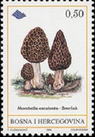 Morchella esculenta
