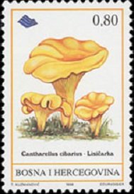 Cantharellus cibarius