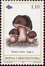 Cep (Boletus edulis)