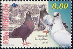 Stamp, Domestic Pigeon (Columba livia domestica), Bosnia and Herzegovina,  , Birds